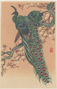 Peacock and Cherry Blossom